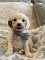 Jagger, a male Cavapoo and Cockapoo for sale in Scottsdale, AZ – 3 of 7