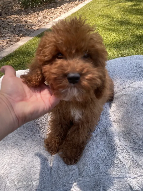 Ruby – Cavapoo puppy for sale in Scottsdale, AZ