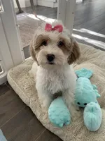 Millie , a female Cavapoo and Cockapoo for sale in Scottsdale, AZ – 3 of 7