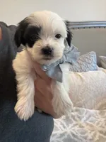 Snoopy , a male Maltese and Morkie for sale in Scottsdale, AZ – 7 of 7