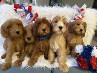 Benny, a male Goldendoodle for sale in Scottsdale, AZ – 7 of 7