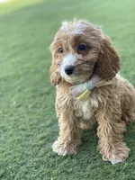 River, a male Cavapoo and Cockapoo for sale in Scottsdale, AZ – 1 of 8