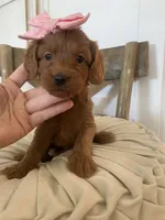 Harper (pick of the litter ) , a female Miniature Goldendoodle for sale in Scottsdale, AZ – 4 of 6