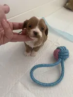 Sweetheart , a female Maltipoo for sale in Scottsdale, AZ – Photo 3 of 7