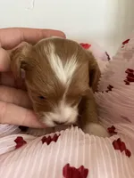 Sweetheart , a female Maltipoo for sale in Scottsdale, AZ – Photo 2 of 7