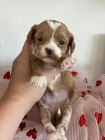 Sweetheart , a female Maltipoo for sale in Scottsdale, AZ – Photo 5 of 7