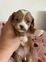 Sweetheart , a female Maltipoo for sale in Scottsdale, AZ – Photo 1 of 7