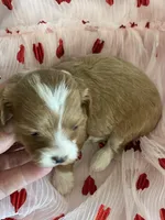 Sweetheart , a female Maltipoo for sale in Scottsdale, AZ – Photo 6 of 7