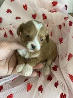 Sweetheart , a female Maltipoo for sale in Scottsdale, AZ – Photo 7 of 7