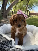 Stella, a female Miniature Goldendoodle for sale in Scottsdale, AZ – 4 of 8
