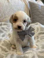 Stetson , a male Cavapoo and Cavalier King Charles Spaniel for sale in Scottsdale, AZ – 7 of 7