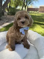 George, a male Miniature Goldendoodle for sale in Scottsdale, AZ – 4 of 8