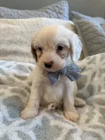 Jagger, a male Cavapoo and Cockapoo for sale in Scottsdale, AZ – 4 of 7
