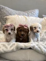 Rosie, a female Cavapoo and Cockapoo for sale in Scottsdale, AZ – 8 of 8