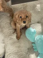 Sprout , a male Cockapoo and Cocker Spaniel for sale in Scottsdale, AZ – 9 of 10