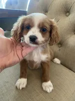 Charlie, a male Cavapoo and Cavalier King Charles Spaniel for sale in Scottsdale, AZ – 1 of 3