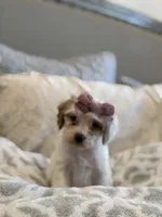 Josie, a female Cavapoo and Cockapoo for sale in Scottsdale, AZ – 2 of 4