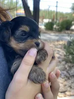Morkie boy (will be tiny ) , a male Morkie for sale in Scottsdale, AZ – 2 of 4