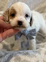 Stetson , a male Cavapoo and Cavalier King Charles Spaniel for sale in Scottsdale, AZ – 5 of 7
