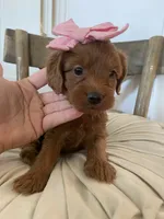 Harper (pick of the litter ) , a female Miniature Goldendoodle for sale in Scottsdale, AZ – 3 of 6