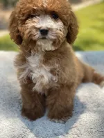 Lola, a male Cavapoo for sale in Scottsdale, AZ – 8 of 8
