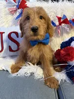 Billy, a male Goldendoodle for sale in Scottsdale, AZ – 3 of 5