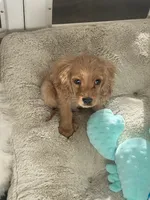 Sprout , a male Cockapoo and Cocker Spaniel for sale in Scottsdale, AZ – 10 of 10