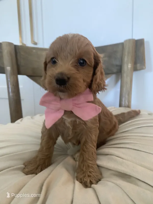 Hensley – Miniature Goldendoodle puppy for sale in Scottsdale, AZ