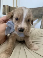 Henry, a male Miniature Goldendoodle for sale in Scottsdale, AZ – 5 of 9
