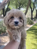Sadie, a female Cockapoo for sale in Scottsdale, AZ – 5 of 5