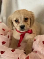 Benson, a male Cockapoo and Golden Cocker Retriever for sale in Scottsdale, AZ – Photo 1 of 3