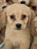 Benson, a male Cockapoo and Golden Cocker Retriever for sale in Scottsdale, AZ – Photo 3 of 3