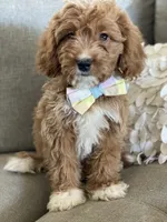 Rohan , a male Cavapoo and Cockapoo for sale in Scottsdale, AZ – 8 of 10