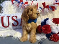 Benny, a male Goldendoodle for sale in Scottsdale, AZ – 5 of 7