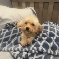 Cooper, a male Maltipoo for sale in Scottsdale, AZ – 3 of 6