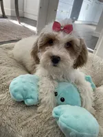 Millie , a female Cavapoo and Cockapoo for sale in Scottsdale, AZ – 6 of 7