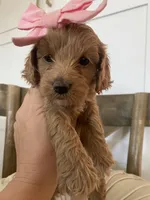 Hensley, a female Miniature Goldendoodle for sale in Scottsdale, AZ – 6 of 7