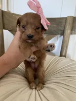 Gracie, a female Maltipoo and Maltese for sale in Scottsdale, AZ – 3 of 3