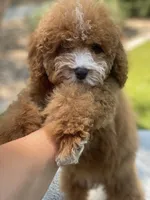 Lola, a male Cavapoo for sale in Scottsdale, AZ – 3 of 8