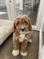 Rohan , a male Cavapoo and Cockapoo for sale in Scottsdale, AZ – 10 of 10