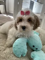 Millie , a female Cavapoo and Cockapoo for sale in Scottsdale, AZ – 4 of 7