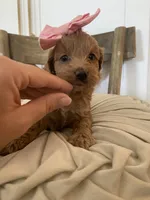 Hensley, a female Miniature Goldendoodle for sale in Scottsdale, AZ – 3 of 7