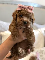Rosie, a female Cavapoo and Cockapoo for sale in Scottsdale, AZ – 5 of 8