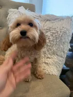 Maggie, a female Maltipoo for sale in Scottsdale, AZ – 3 of 4