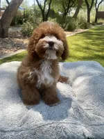 Lola, a male Cavapoo for sale in Scottsdale, AZ – 6 of 8