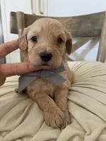 George, a male Miniature Goldendoodle for sale in Scottsdale, AZ – 6 of 7