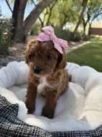 Stella, a female Miniature Goldendoodle for sale in Scottsdale, AZ – 3 of 8