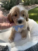 Henry, a male Miniature Goldendoodle for sale in Scottsdale, AZ – 5 of 8