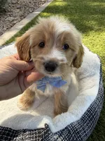 Henry, a male Miniature Goldendoodle for sale in Scottsdale, AZ – 7 of 8