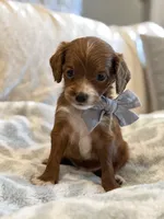Ben, a male Cavapoo and Cavalier King Charles Spaniel for sale in Scottsdale, AZ – 6 of 8